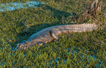 Black Caiman in marsh environment, Pantanal, Brazil