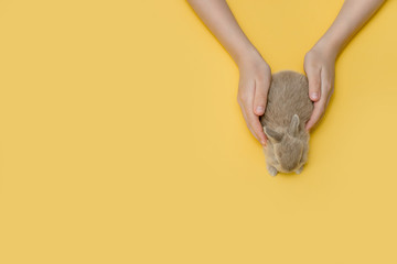 Children's hands hold a little fluffy bunny.