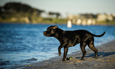 Black Staffordshire Bull Terrier dog standing by water
