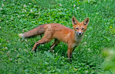Wild Red Fox pup playing with his family in green grass.