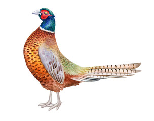 Pheasant. Beautiful bright realistic bird of paradise isolated on white background. Watercolor illustration. giraffe with teeth. Hand painted. Template. Close-up. Clip art. Hand drawn.