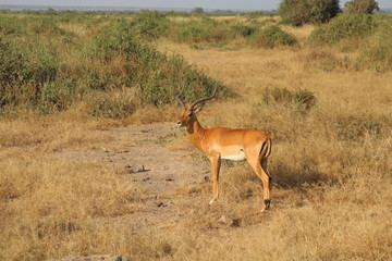Impala in the savannah of Amboseli