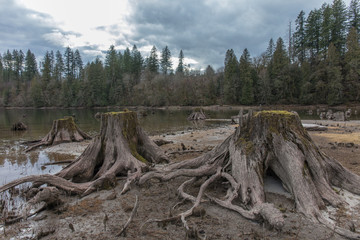 Tree stumps in felled forest, washington state