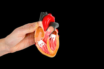 Hand shows model open human heart on black background