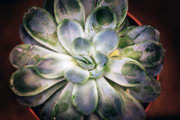 Succulents cactus Echeveria Lola close up. Nature background concept.