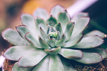 Succulents cactus Echeveria Lola close up. Nature background concept.