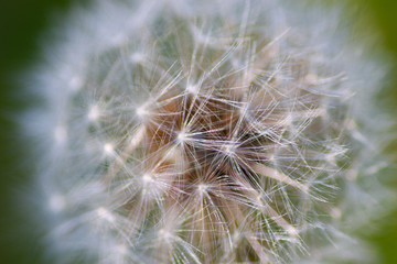 Obraz premium Mniszek lekarski