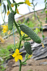 Cucumbers grow in greenhouses