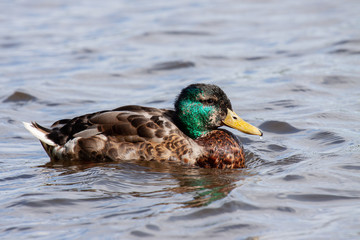 Mallard