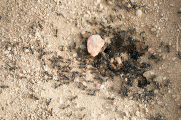 Macro shot of some ants working together. ants gather around the hole of their nest.