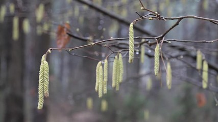 spring is the beginning. earrings are blooming on the bushes.