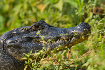Black Caiman in marsh environment, Pantanal, Brazil