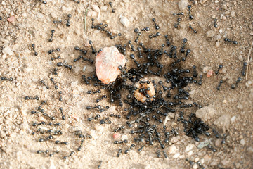 Macro shot of some ants working together. ants gather around the hole of their nest.