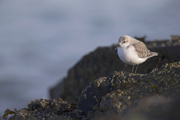 A resting sanderling (Calidris alba) perched on a rock along the Dutch coast in the winter at the North Sea. The bird is on stopover in winter plumage.
