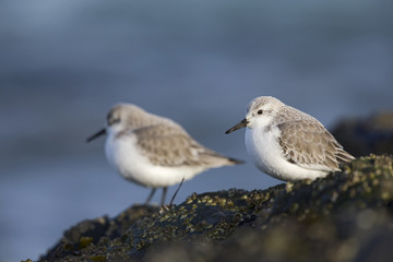 A couple of sanderling (Calidris alba) perched on a rock along the Dutch coast in the winter at the North Sea. The bird is on stopover in winter plumage.