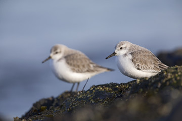 A couple of sanderling (Calidris alba) perched on a rock along the Dutch coast in the winter at the North Sea. The bird is on stopover in winter plumage.