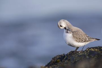 A resting sanderling (Calidris alba) perched on a rock along the Dutch coast in the winter at the North Sea. The bird is on stopover in winter plumage.