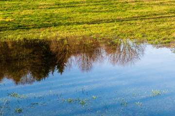 Reflection of trees and blue sky in a puddle on a meadow