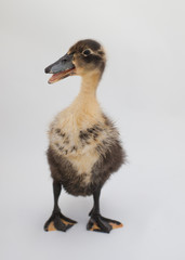 A brown and yellow baby duck stands on a white background.
