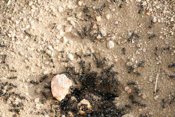 Macro shot of some ants working together. ants gather around the hole of their nest.