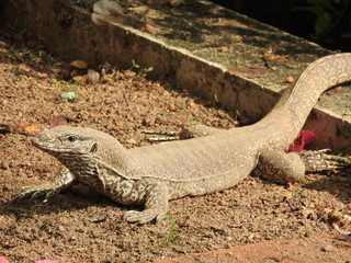 Iguana spotted in ancient site Sri Lanka