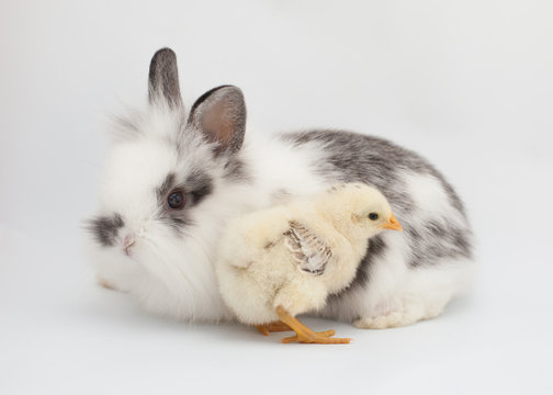 A horizontal image of a baby rabbit and a chick snuggling together on a white background. 