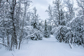Une forêt enneigée à Tromso en Norvège du Nord