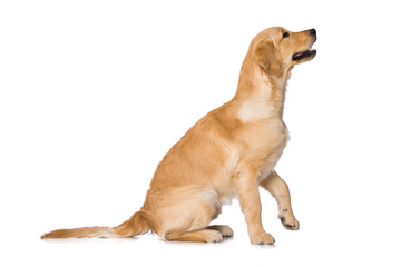 Six months old golden retriever dog sitting isolated on white background