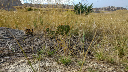Small Cactus