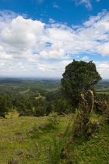 Forest Landscape, Kenya, Tea Plantations