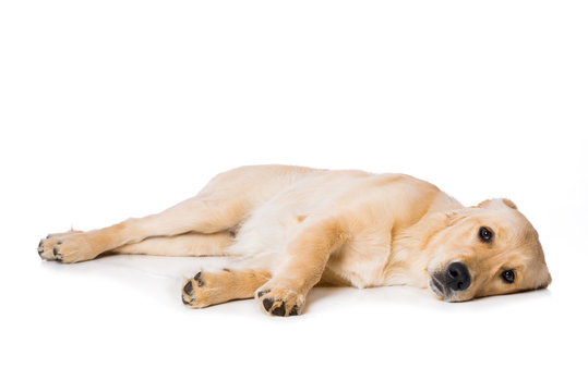 Six months old golden retriever dog lying on black background isolated on white background