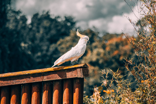 white cockatiel in bokeh photography