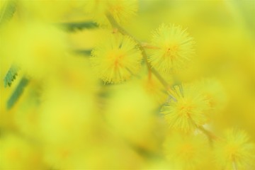 yellow dandelion on green background