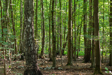 Nature,environment and landscape concept: view of a green leafy forest on a sunny day.