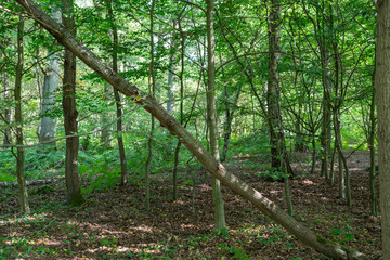 Obraz premium Nature,environment and landscape concept: view of a green leafy forest on a sunny day.