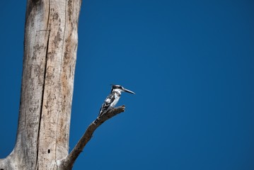 Pied Kingfisher on Branch, Lake Naivasha Kenya