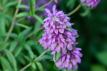 Bergamot mint flowers in the field