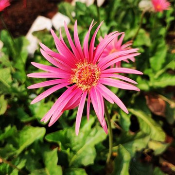 pink-petaled flower