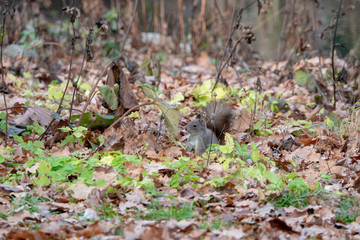 Eichhörnchen am Boden sucht nach essen