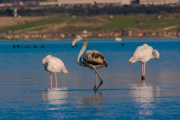 pink flamingos in the water - obrazy, fototapety, plakaty
