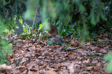 Eichhörnchen am Boden sucht nach essen