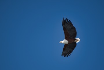 African Fish-Eagle, Lake Nakuru, Kenya