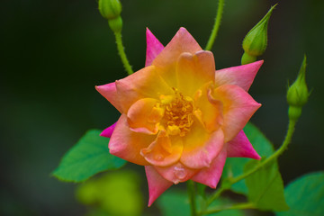 yellow and pink flower