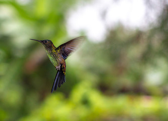 Fototapeta premium BEIJA FLOR EM VOO
