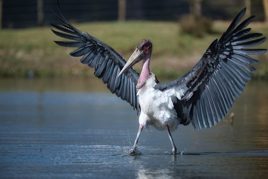 Marabou Stork with Wings Spread, Walking through Lake Naivasha, Kenya