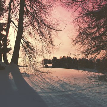trees on snow covered area