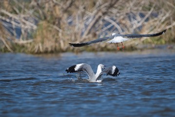 Grey-Hooded Gulls Fighting, Lake Naivasha, Kenya