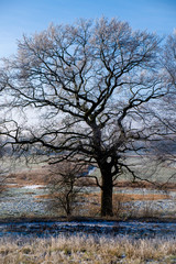Baum im Winter, Schleswig-Holstein