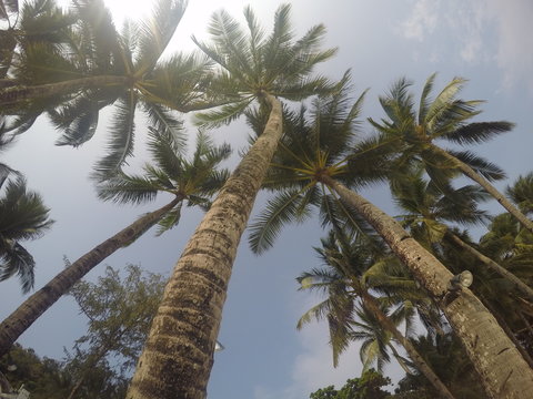 coconut trees