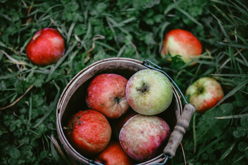 brown and red fruit decor